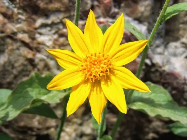 Photo of Arnica Flower, Heartleaf, close up macro in Banff National Park, Canada