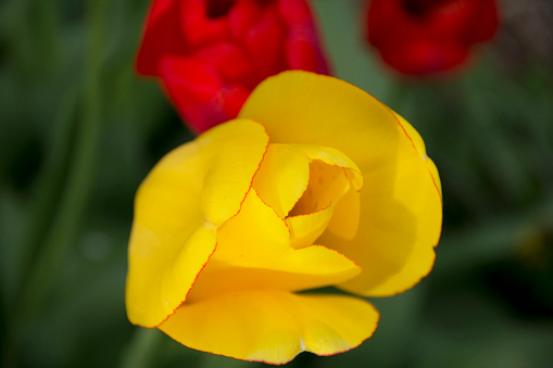 Extra closeup of yellow and red tulips in the garden.