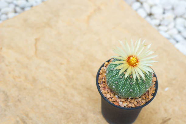 istock Closed up Astrophytum asterias cactus with flower on pot 856444376