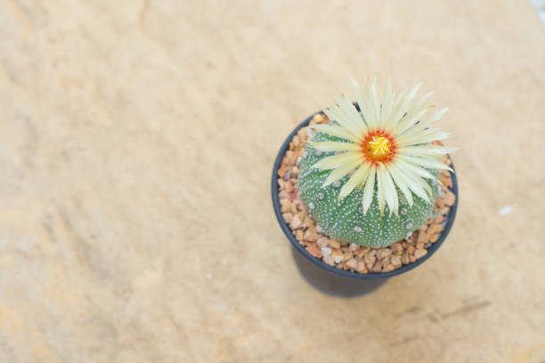 istock Astrophytum asterias cactus with flower on pot 856444378