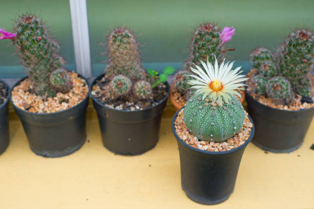 istock Astrophytum asterias cactus with flower on pot 856444384