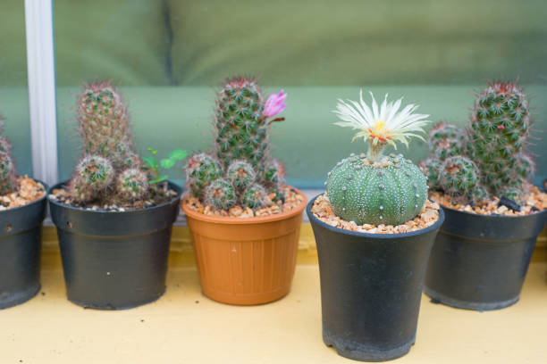 istock Astrophytum asterias cactus with flower on pot 856444408