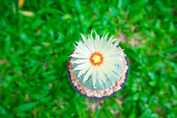 Astrophytum asterias cactus no thorns cactus.This plant long time to flowering and grow