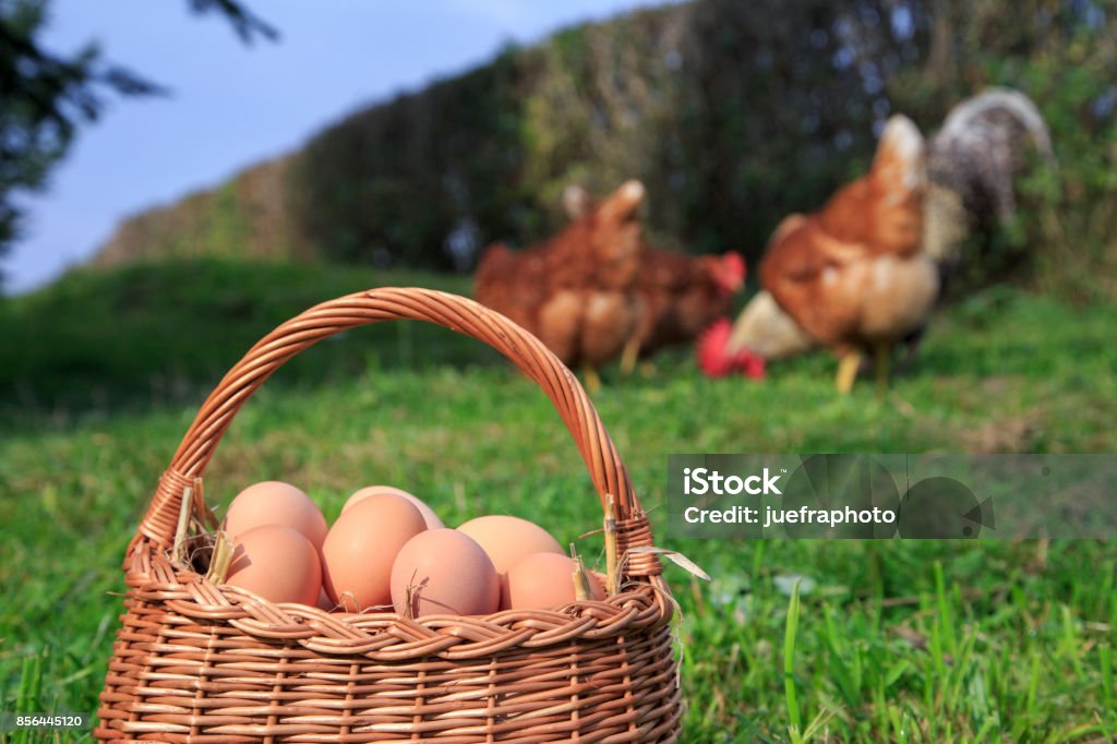 Organic eggs Animal Nest Stock Photo