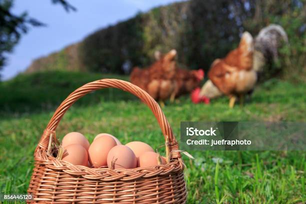 Organic Eggs Stock Photo - Download Image Now - Animal Nest, Biology, Brown