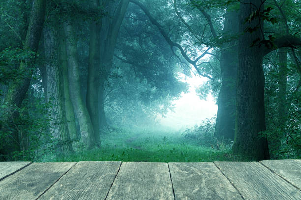 mystical forest mystical forest licht stock pictures, royalty-free photos & images