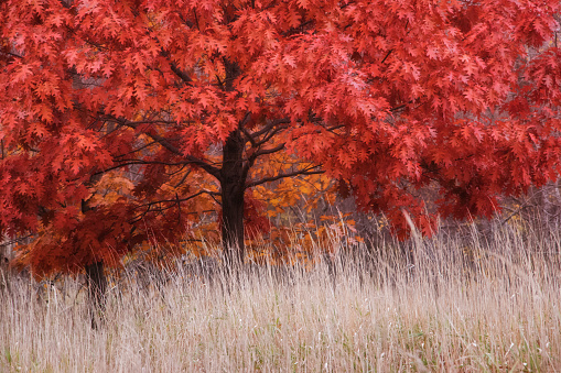 Oak tree and field in autumn