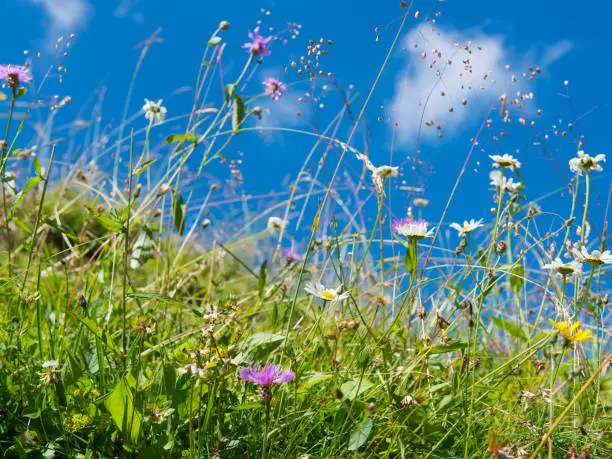 View of a mountain meadow in the Allgäu Alps. In the background a blue sky with a cloud. You can see wild plants, wildflowers, blades of grass, grass, flowers and flowers. A contemplative sight.