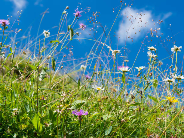 bergwiese blumen wachsen auf grasartige feld gegen blauen himmel - bergwiese - fotografias e filmes do acervo