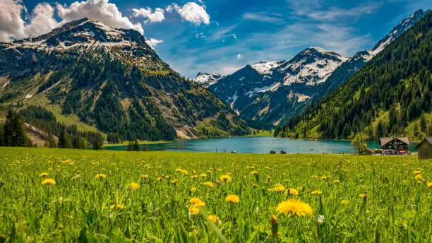 View of the Vilsalpsee in the Tannheimert valley. In the foreground a flower meadow. Mountains covered with snow.