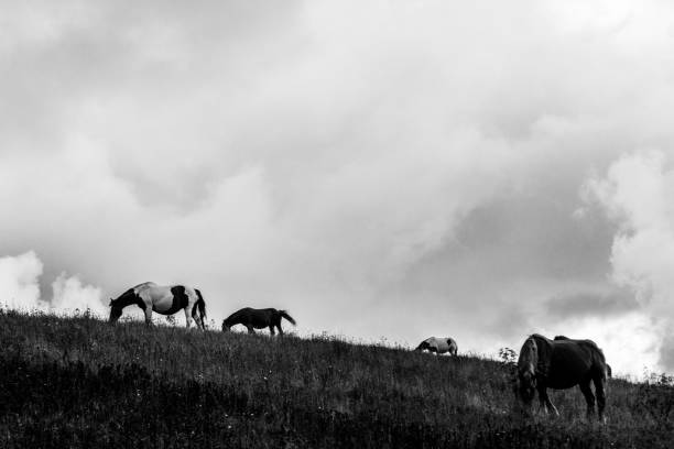 istock Horses pasturing on top of a hill, beneath an overcast, moody sky 856454412