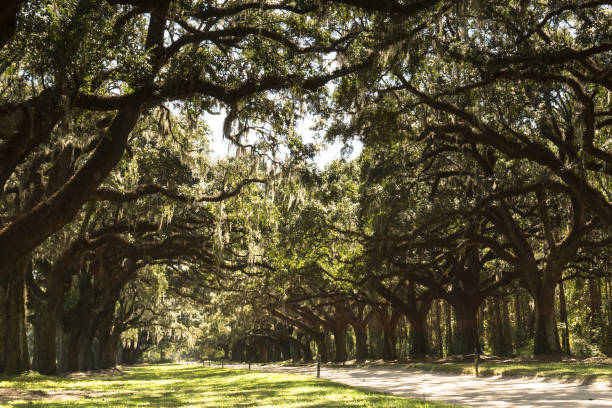 istock old live oak trees cover a gravel road 856454436