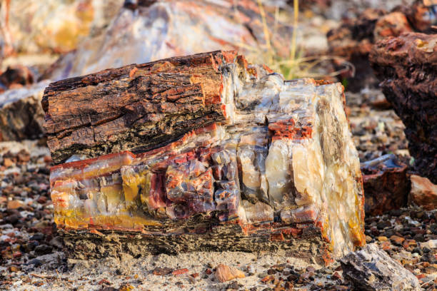 istock Brightly colored section of petrified wood, Petrified National Forest 856454714
