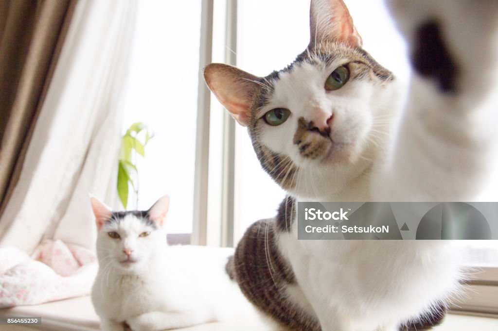 Selfie Cats Cats are trying to take 'selfie' by the window. Domestic Cat Stock Photo