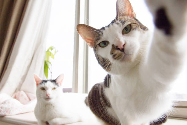 Selfie Cats Cats are trying to take 'selfie' by the window. cute entertainment stock pictures, royalty-free photos & images