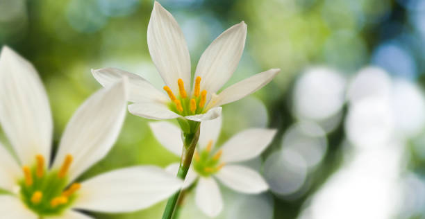 istock Image of beautiful flowers in the garden closeup 856457772