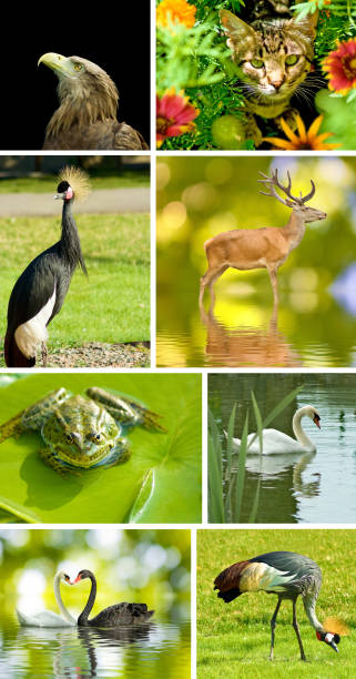 istock image of different animals close-up 856461552