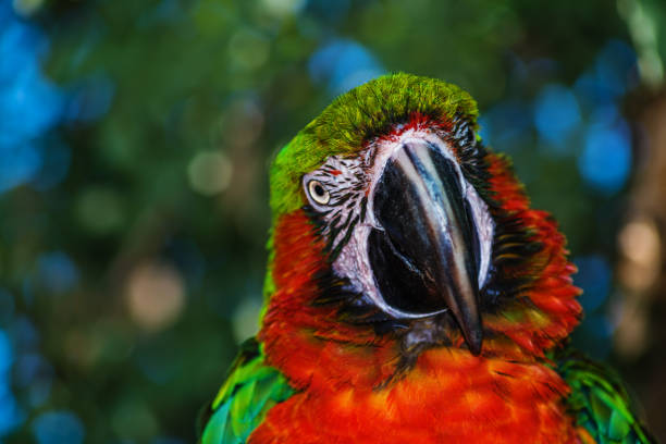 scarlet macaw (Ara macao), red parrot eating food
