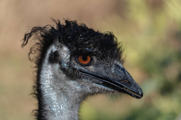 istock Portrait of a cute ostrich 856461872