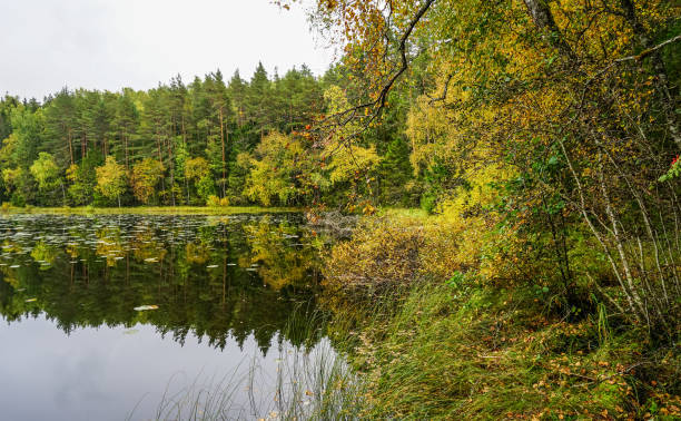 istock Beautiful autumn forest near the water 856461880