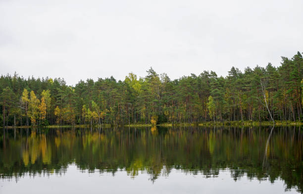 istock Beautiful autumn forest near the water 856462392