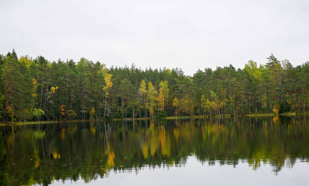 istock Beautiful autumn forest near the water 856462424