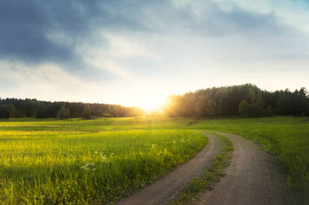 landsakap 私スウェーデン - meadow forest field sunrise ストックフォトと画像