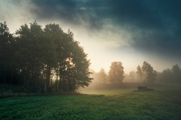 landskap i sverige - svensk skog bildbanksfoton och bilder