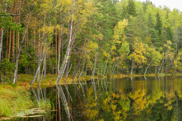 istock Beautiful autumn forest near the water 856462610