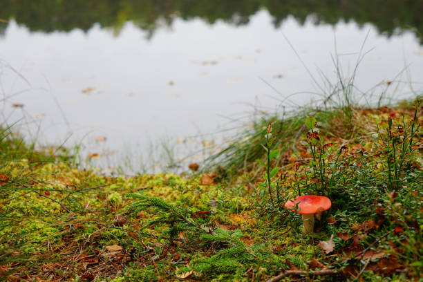 istock Beautiful autumn forest near the water 856464956