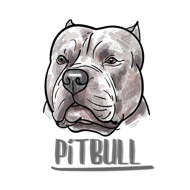 Drawing of pitbull head on white background Drawing of pitbull head on white background,vector illustration pitbull graphic stock illustrations
