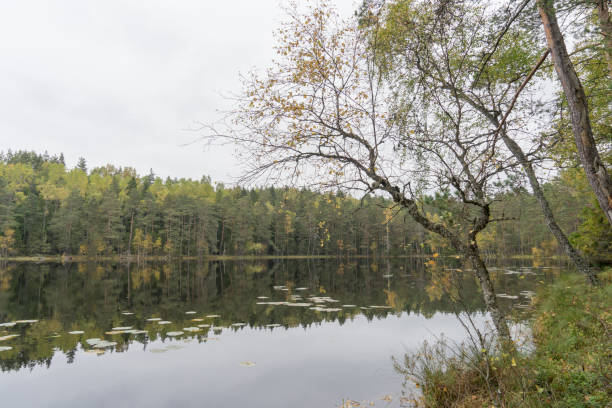 istock Beautiful autumn forest near the water 856466034