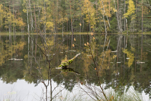 istock Beautiful autumn forest near the water 856466262