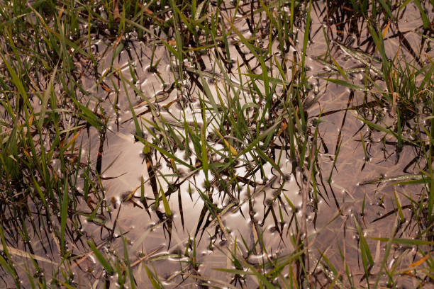 hierba verde en agua - 11274 fotografías e imágenes de stock