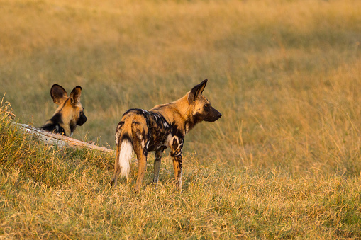 Two African wild dogs, Botswana, Africa