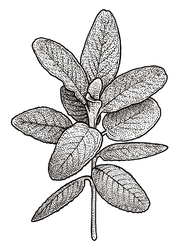 Saging Drawing Example Sage Illustration Drawing Engraving Ink Line Art Vector Stock ...