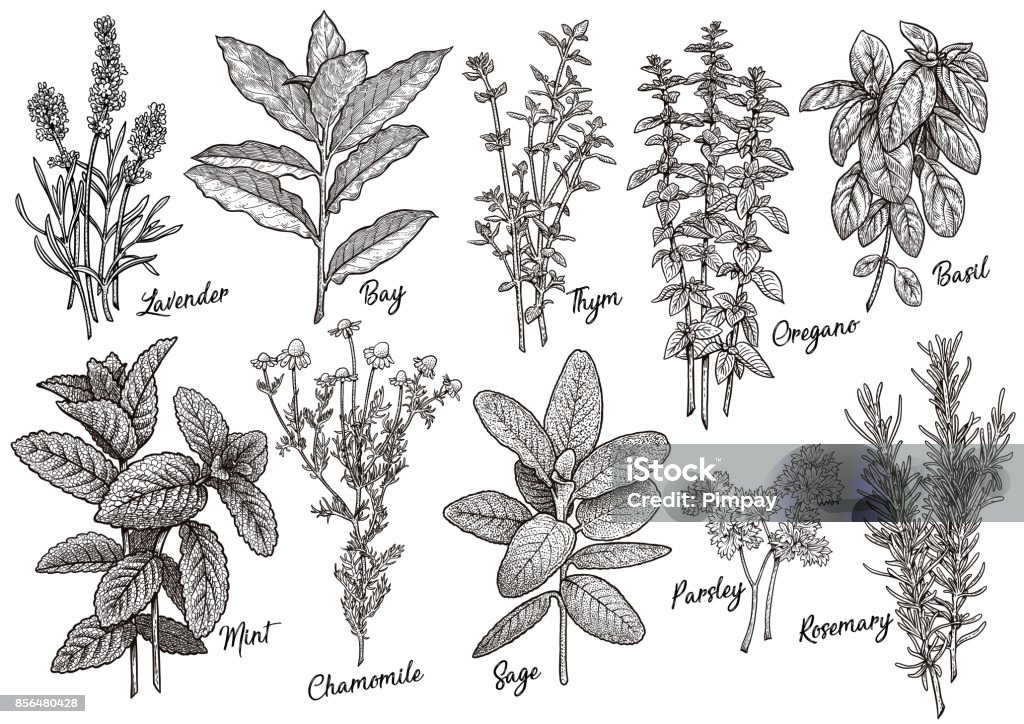 Groep van kruiden en specerijen illustratie, tekening, gravure, inkt, zeer fijne tekeningen, vector - Royalty-free Lavendel - Plant vectorkunst
