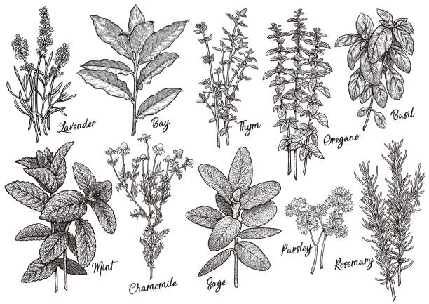Group of herbs and spices illustration, drawing, engraving, ink, line art, vector Illustration, what made by ink, then it was digitalized. etching illustrations stock illustrations