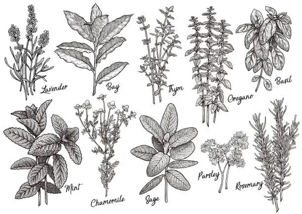 Vector illustration of Group of herbs and spices illustration, drawing, engraving, ink, line art, vector