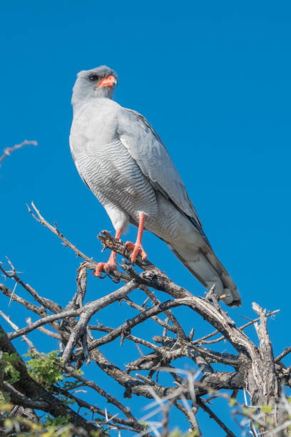 istock Pale chanting goshawk on top of an acacia tree. It's diet includes small mammals, birds, lizards and large insects. Namutoni, Etosha National Park, Namibia 856481148