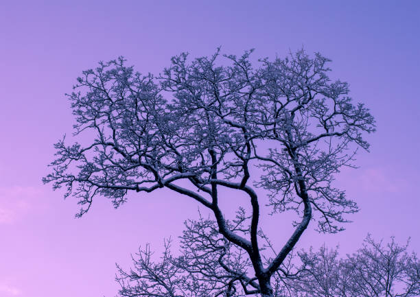 930+ Gadi Stock Photos, Pictures & Royalty-Free Images - iStock