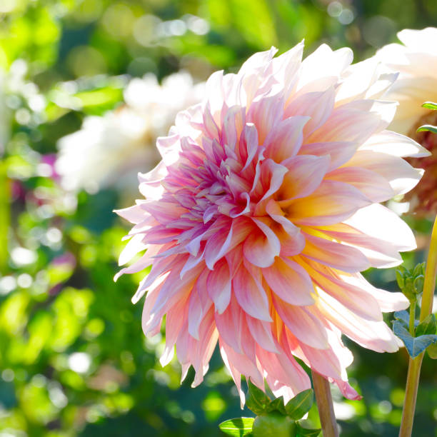 istock White-pink chrysanthemum close up on background of flower beds. 856488686