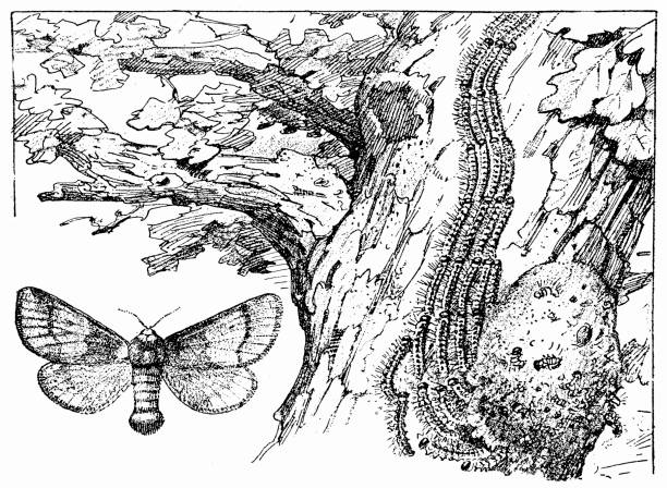 ilustraciones, imágenes clip art, dibujos animados e iconos de stock de mariposa del procesionaria del pino (thaumetopoea pityocampa), - branch caterpillar animal hair insect