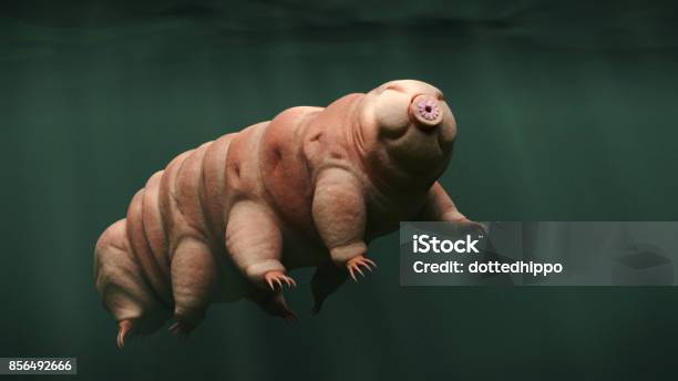 Tardigrade Swimming Water Bear Stock Photo - Download Image Now - Water Bear, Nature, Water