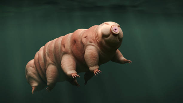 tardigrade, плавательный медведь воды - scientific micrograph стоковые фото и изображения