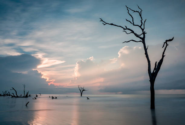 istock sunrise over the ocean with tree in the foreground 856493418