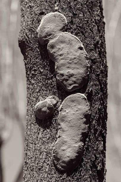 champignons inhabituelles sur l’arbre - 11874 photos et images de collection