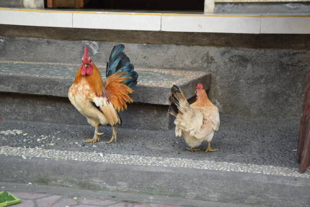 istock Two colorful cocks on the street in Ubud, Bali - Indonesia 856493642