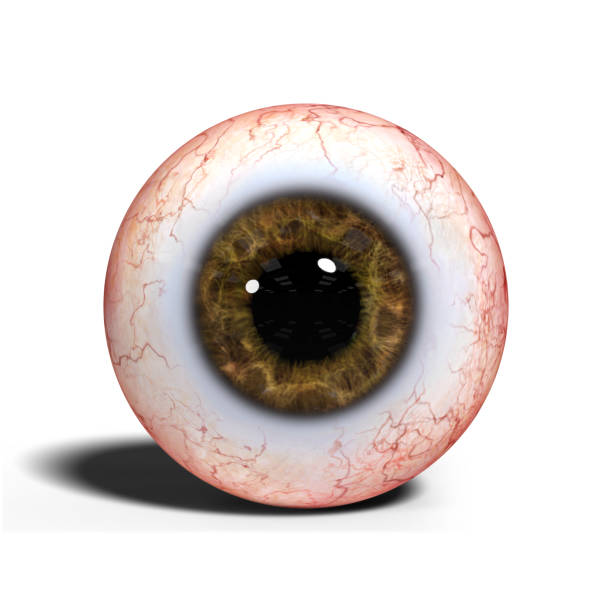 realistic human eye with brown iris isolated on white background (3d illustration) brown eye ball isolated on white ground with shadows german iris stock pictures, royalty-free photos & images