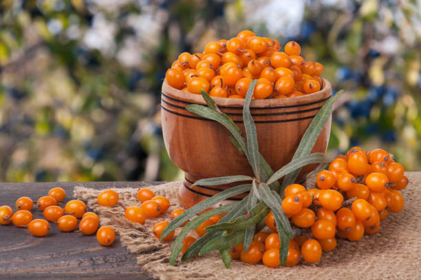 istock Sea-buckthorn berries in a wooden bowl on table with blurred garden background 856499930